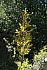 126. Larry finding the pretty trees..jpg