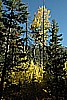 133. Ok...Pretty tree time..jpg