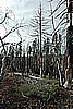 49. An old burn along Devil's Gap..jpg
