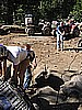 124. Dusty pushes and Bill, Tom Z and Ken give a pull..jpg