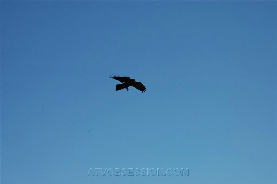 196. The bird isn't phased by the cliff..jpg
