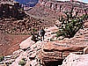 172. Dusty taking a short hike..jpg