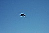 196. The bird isn't phased by the cliff..jpg