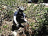 089. LOL...the INFAMOUS Stump....Ironically..this stump broke my window.   I'm over it..jpg