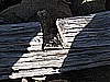 127. Clearly some old buildings ended up here..jpg