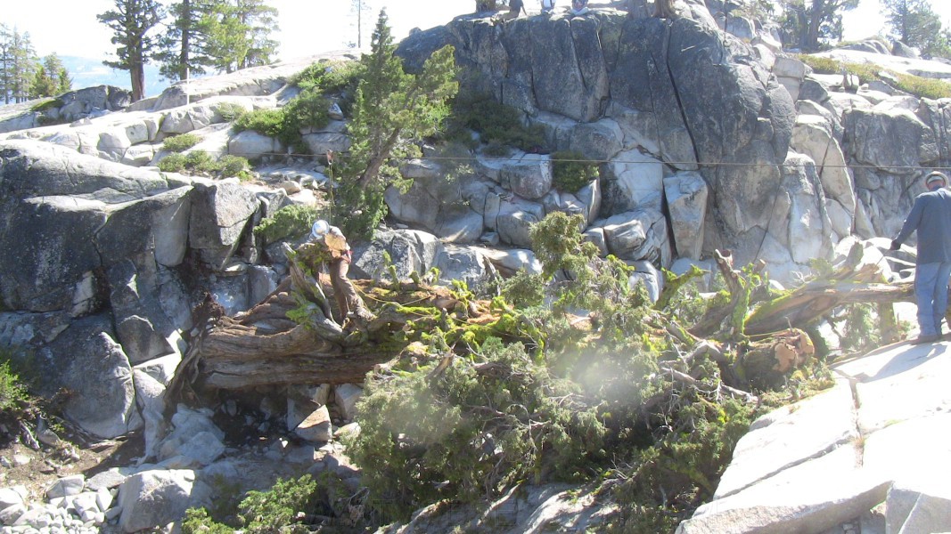 tree035.jpg