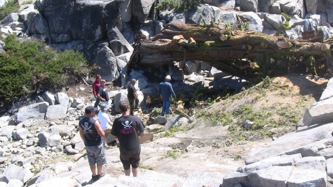 tree038.jpg