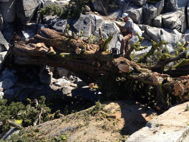 tree040.jpg