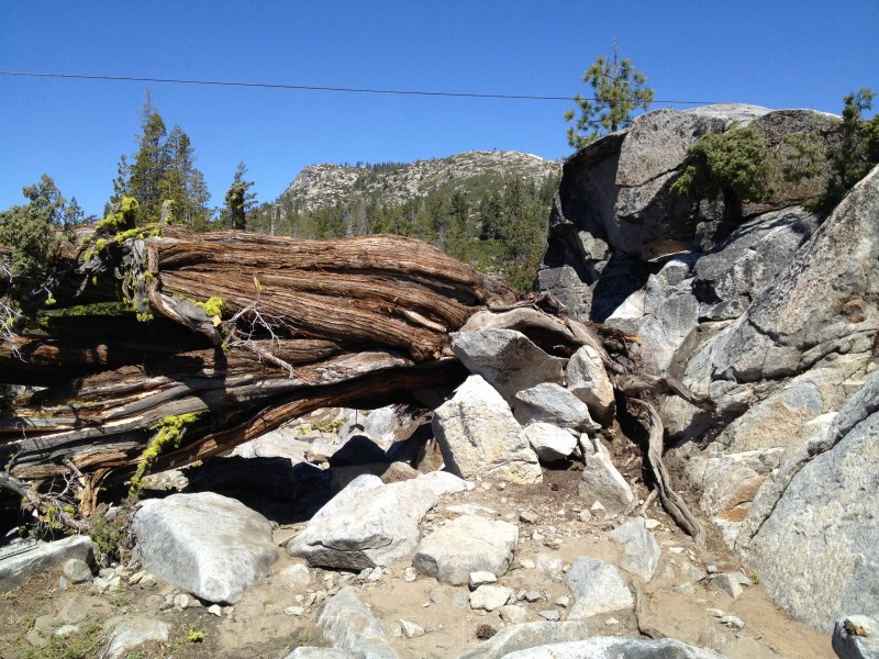 tree047.jpg