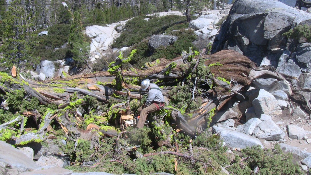 tree050.jpg