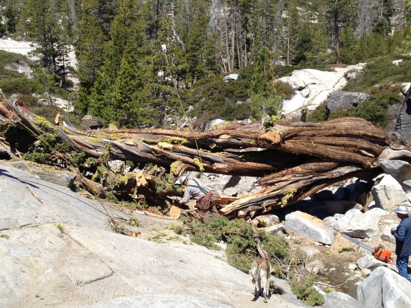 tree051.jpg