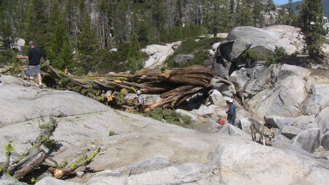 tree057.jpg