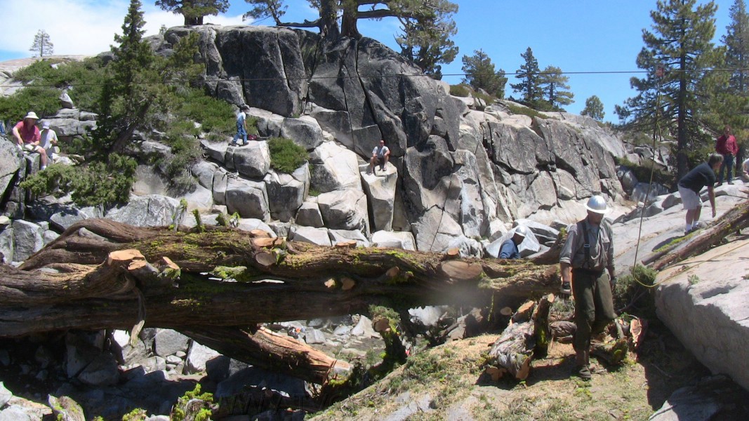 tree060.jpg