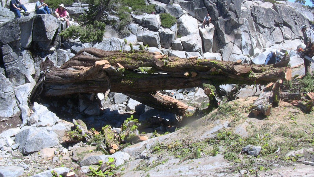 tree062.jpg