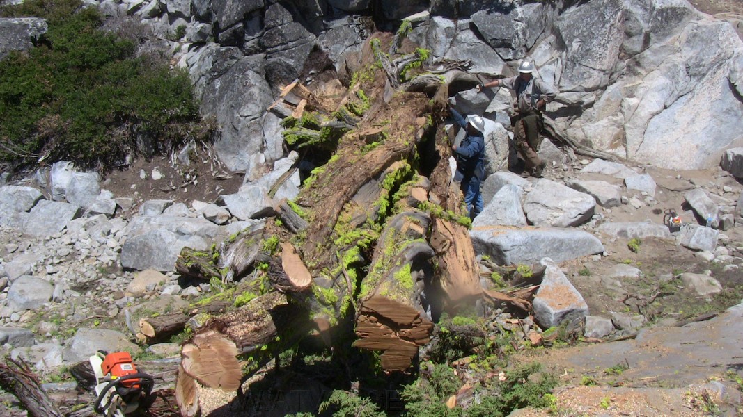 tree063.jpg