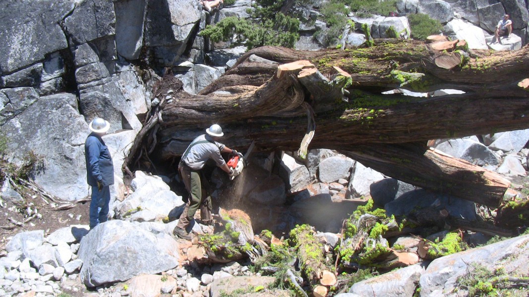 tree070.jpg