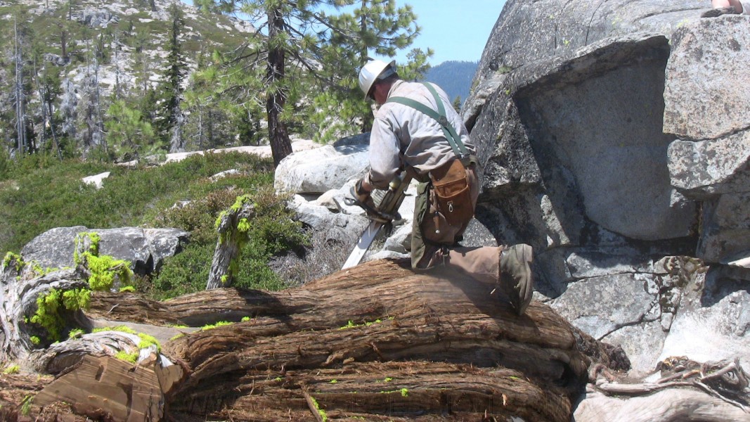 tree075.jpg