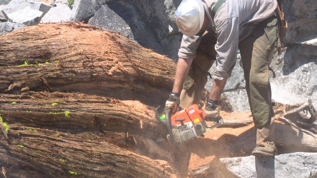 tree077.jpg