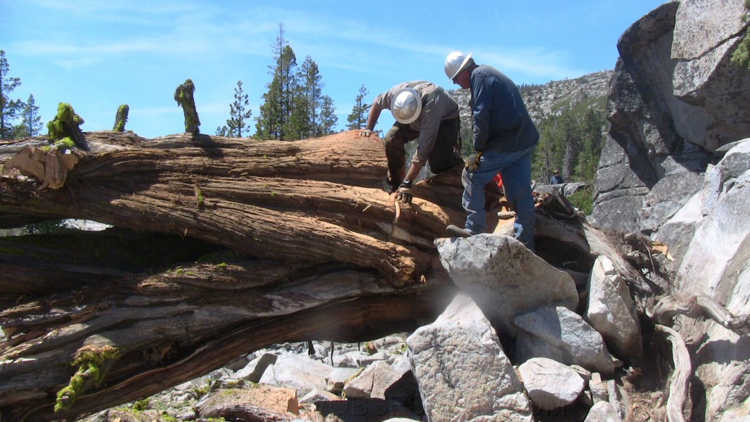 tree078.jpg