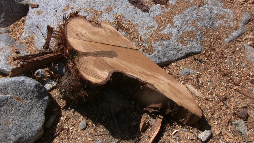 tree099.jpg
