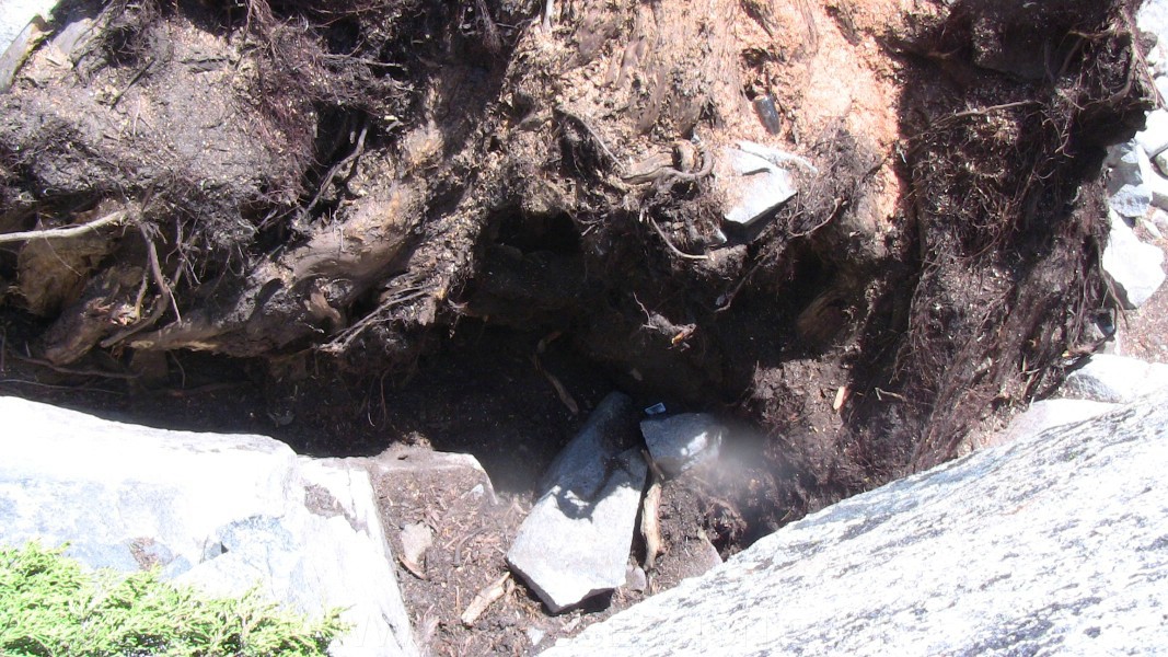 tree102.jpg