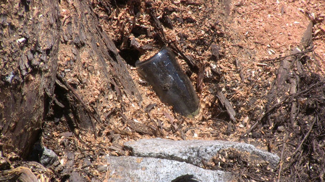 tree104.jpg