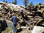 tree049.jpg