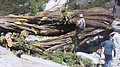 tree056.jpg