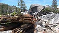 tree076.jpg