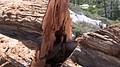 tree100.jpg