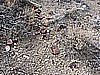 051. Nevada...Americas Trash Dump..jpg