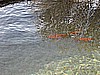 143. When we looked in the tank...we saw Goldfish..jpg