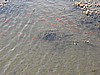 144. And more were now growing up in the puddle..jpg