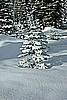 63. Cute little tree...where is my chainsaw....jpg