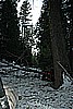 60. Then Our Final Obstacle Of the Day, A Group of Downed Trees Across the Road..jpg